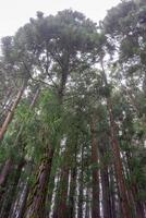 traditionnel açorien des arbres supporter grand dans le brumeux pluie, création une serein scène sur une brumeux après-midi. photo