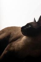 une Jeune Siamois chat dans silhouette contre une brillant blanc Contexte. le doux lueur de derrière grandes lignes ses gracieux forme et iconique pointu oreilles, soulignant le lisse lignes et frappant caractéristiques. photo