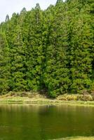 serein conifère forêt à Lagoa faire nègre, terceira île, açores. majestueux des arbres et tranquille des eaux offre une paisible s'échapper. photo