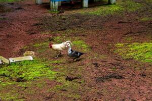 canard et coq par le étang dans terceira île, açores. serein scène de rural la vie dans le açores. photo