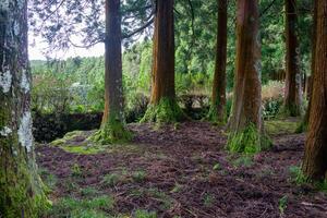 plusieurs arbre les bases couvert dans mousse créer une captivant Naturel scène photo