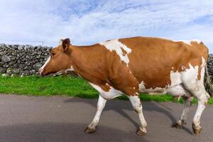 gracieux laitier vache ambulant le long de une route sur terceira île, açores. photo