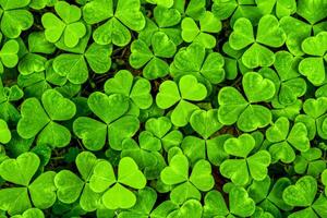 Contexte avec vert trèfle feuilles pour Saint patrick's journée. trèfle comme une symbole de fortune. photo