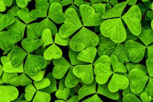 Contexte avec vert trèfle feuilles pour Saint patrick's journée. trèfle comme une symbole de fortune. photo