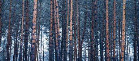 panorama de pin l'automne brumeux forêt. Lignes de pin les troncs enveloppé dans brouillard sur une nuageux journée. photo