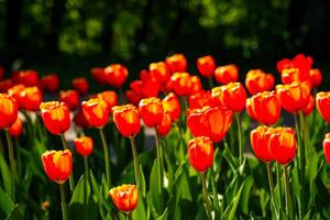 rouge tulipes allumé par lumière du soleil sur une fleur lit. aménagement paysager. photo