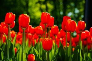 rouge tulipes allumé par lumière du soleil sur une fleur lit. aménagement paysager. photo