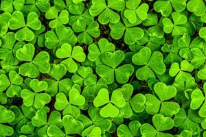 Contexte avec vert trèfle feuilles pour Saint patrick's journée. trèfle comme une symbole de fortune. photo