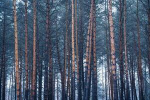 pin l'automne brumeux forêt. Lignes de pin les troncs enveloppé dans brouillard sur une nuageux journée. photo