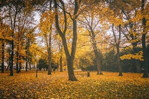 d'or l'automne dans une ville parc avec des arbres et déchue feuilles sur une nuageux journée. ancien film esthétique. photo