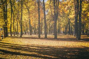 feuille tomber dans le ville parc dans d'or l'automne. paysage avec érables et autre des arbres sur une ensoleillé journée. ancien film esthétique. photo