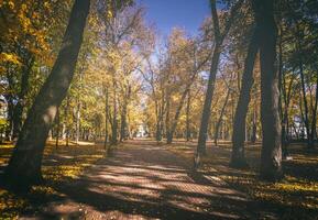 feuille tomber dans le ville parc dans d'or l'automne. paysage avec érables et autre des arbres sur une ensoleillé journée. ancien film esthétique. photo