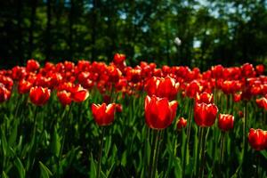 rouge tulipes allumé par lumière du soleil sur une fleur lit. aménagement paysager. photo