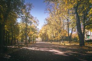 feuille tomber dans le ville parc dans d'or l'automne. paysage avec érables et autre des arbres sur une ensoleillé journée. ancien film esthétique. photo