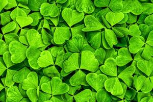 Contexte avec vert trèfle feuilles pour Saint patrick's journée. trèfle comme une symbole de fortune. photo