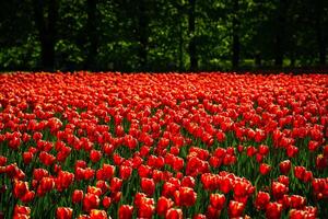 rouge tulipes allumé par lumière du soleil sur une fleur lit. aménagement paysager. photo