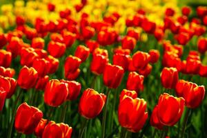 rouge et Jaune tulipes allumé par lumière du soleil sur une fleur lit. aménagement paysager. photo