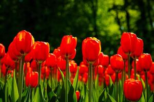 rouge tulipes allumé par lumière du soleil sur une fleur lit. aménagement paysager. photo