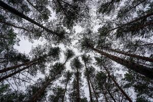 bas vue de pin des arbres contre une clair ciel. photo