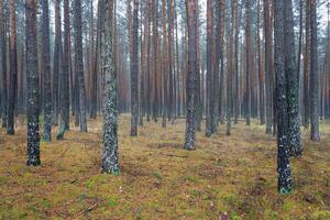 pin l'automne brumeux forêt. Lignes de pin les troncs enveloppé dans brouillard sur une nuageux journée. photo