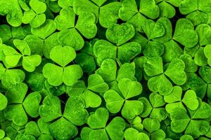 Contexte avec vert trèfle feuilles pour Saint patrick's journée. trèfle comme une symbole de fortune. photo