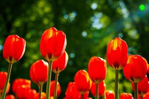 rouge tulipes allumé par lumière du soleil sur une fleur lit. aménagement paysager. photo