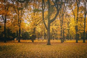 d'or l'automne dans une ville parc avec des arbres et déchue feuilles sur une nuageux journée. ancien film esthétique. photo