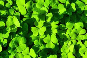 Contexte avec vert trèfle feuilles pour Saint patrick's journée. trèfle comme une symbole de fortune. photo