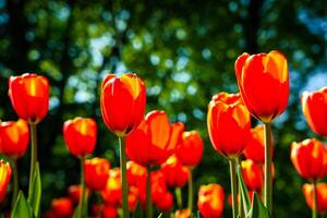rouge tulipes allumé par lumière du soleil sur une fleur lit. aménagement paysager. photo