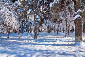 le coucher du soleil ou Aube dans une hiver ville parc avec des arbres couvert avec neige et glace. photo