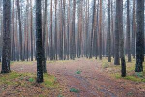 pin l'automne brumeux forêt. Lignes de pin les troncs enveloppé dans brouillard sur une nuageux journée. photo