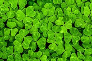 Contexte avec vert trèfle feuilles pour Saint patrick's journée. trèfle comme une symbole de fortune. photo