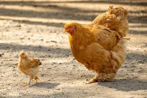 poule et poussins à la recherche pour nourriture photo