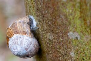 escargot avec escargot coquille sur arbre écorce photo