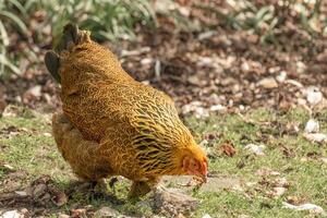 coq sur le bouge toi dans chercher de nourriture photo