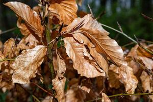 flétri feuilles sur une branche dans le Soleil photo