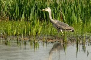 une gris héron dans chercher de nourriture photo