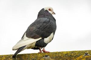 blanc noir Pigeon sur le toit crête photo