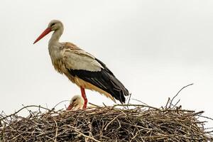 cigogne dans nid avec progéniture photo