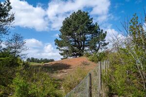 dune paysage sur le Nord mer dans le Pays-Bas photo