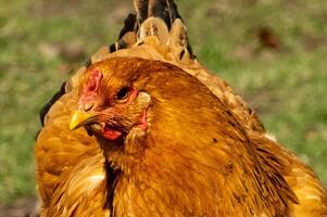 portrait de une poule, tête photo