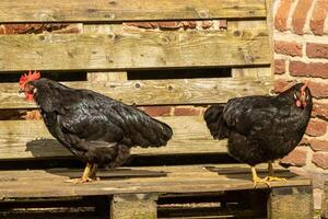 2 noir poulets sur le banc dans le Soleil photo