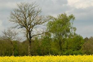 des arbres dans le arrière-plan, Jaune râpé champ dans le premier plan photo