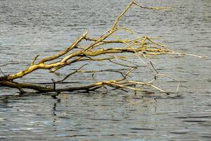 mort arbre dans le étang photo