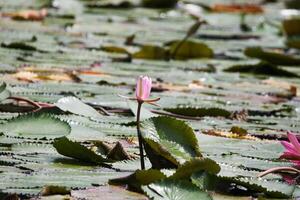 proche en haut vue de couple de rose nénuphar dans fleur flottant sur le Lac photo