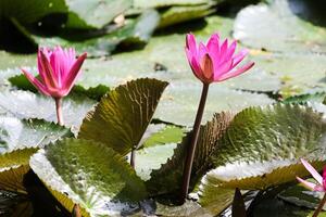 proche en haut vue de couple de rose nénuphar dans fleur flottant sur le Lac photo