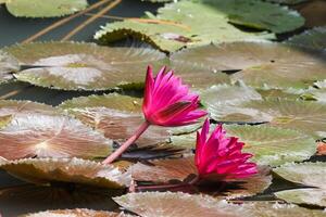 proche en haut vue de couple de rouge nénuphar dans fleur flottant sur le Lac photo