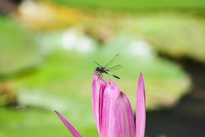 proche en haut vue de couple de rose nénuphar dans fleur flottant sur le Lac photo