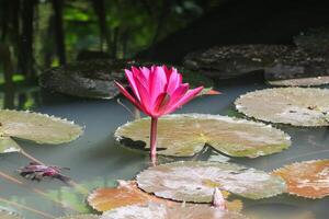 proche en haut vue de couple de rouge nénuphar dans fleur flottant sur le Lac photo