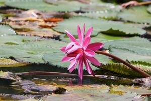 proche en haut vue de couple de rose nénuphar dans fleur flottant sur le Lac photo